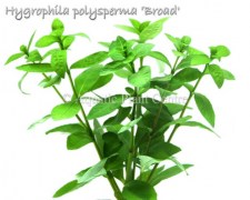 Hygrophila polysperma Broad
